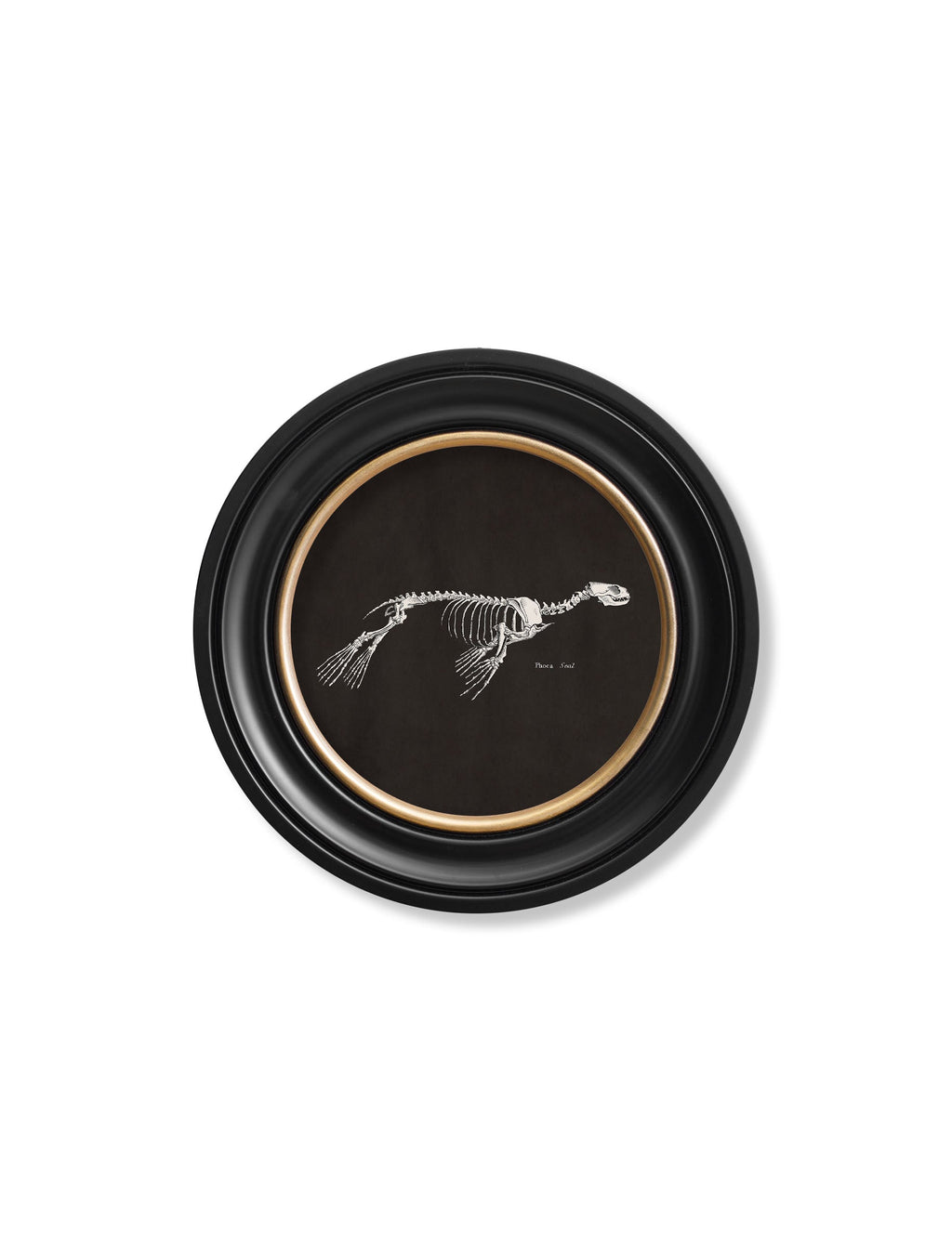 Anatomical Skeletons