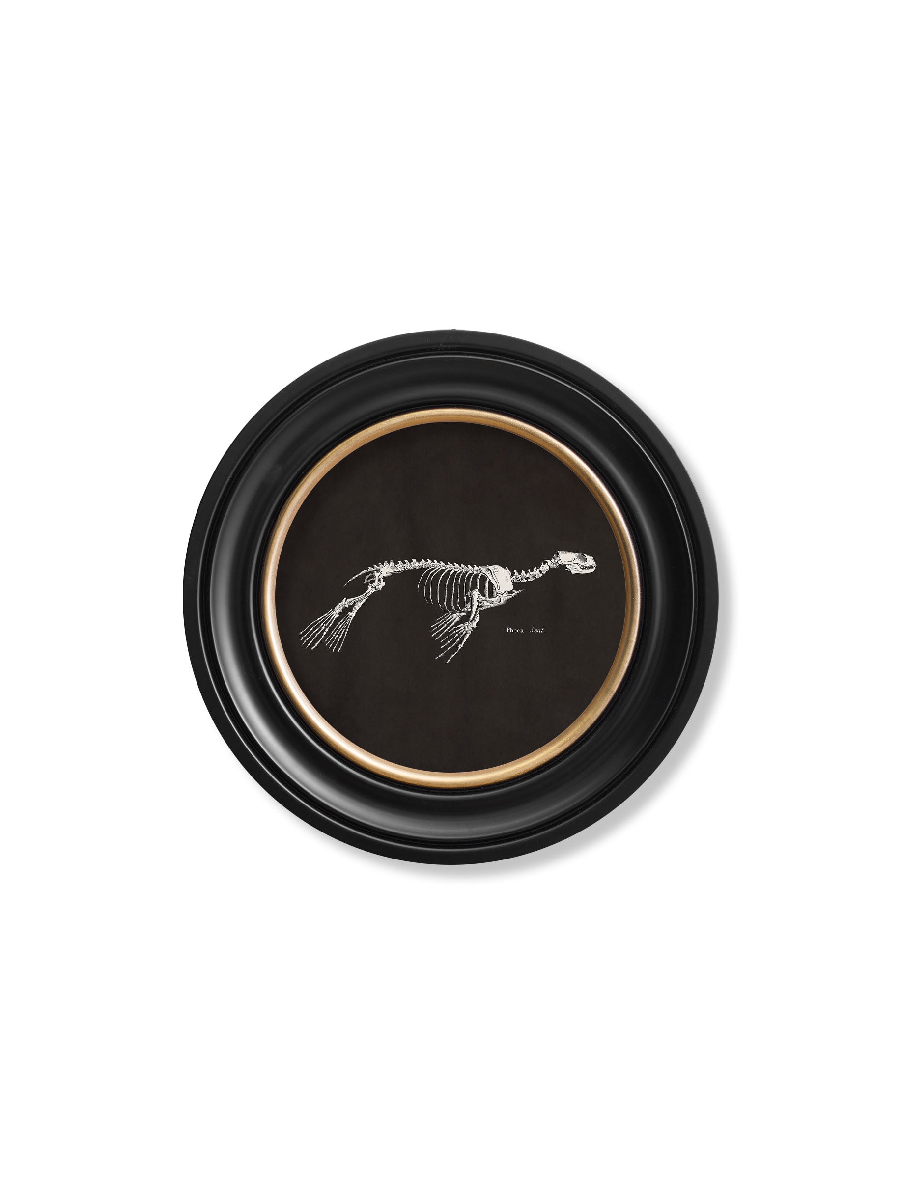 Anatomical Skeletons