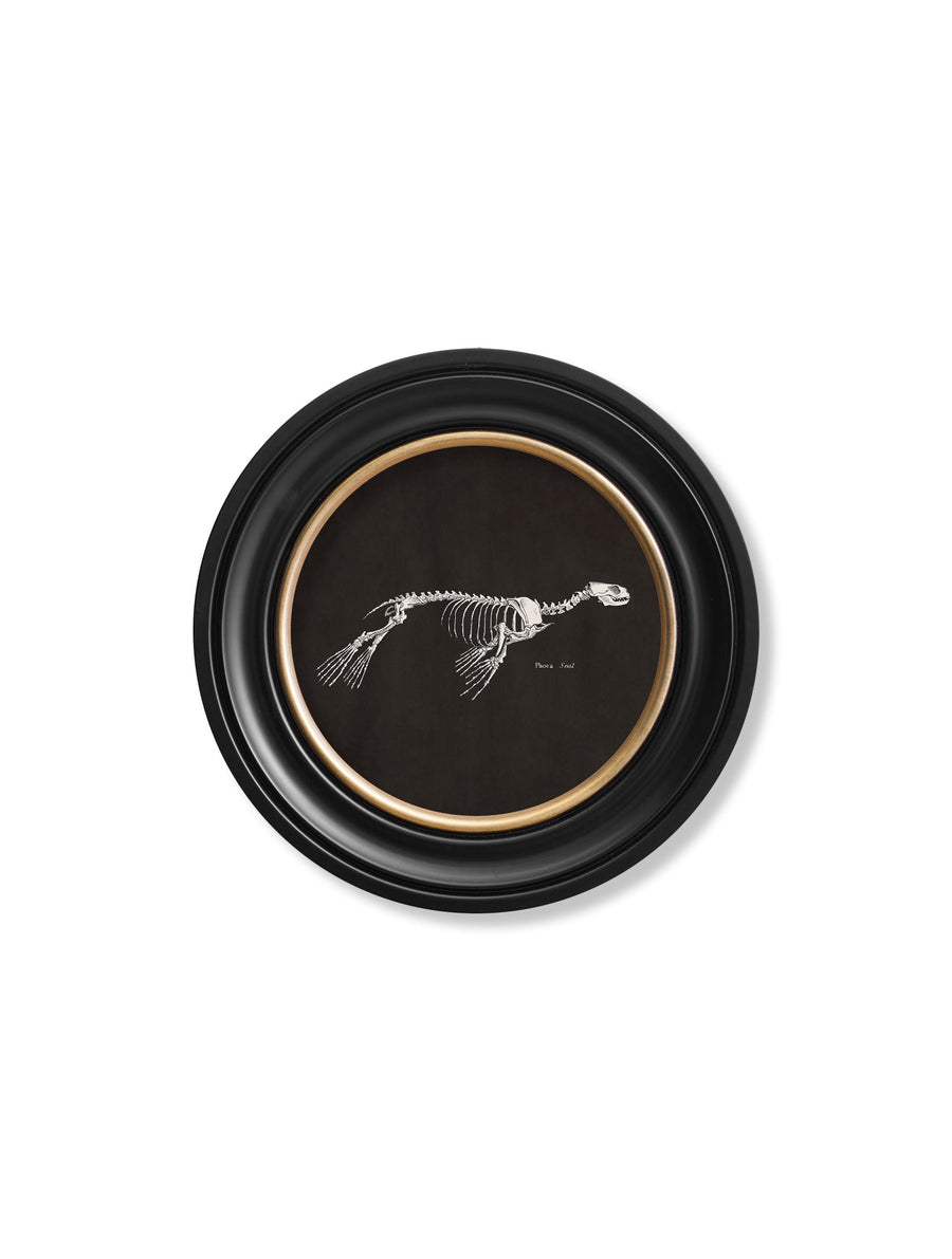 Anatomical Skeletons