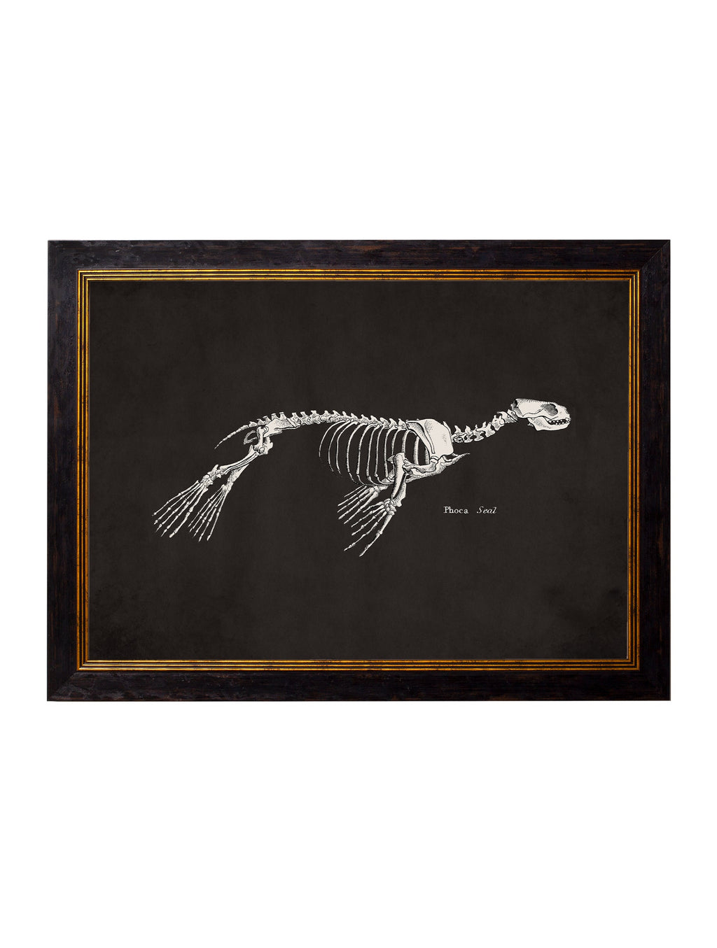 Anatomical Skeletons - Miola