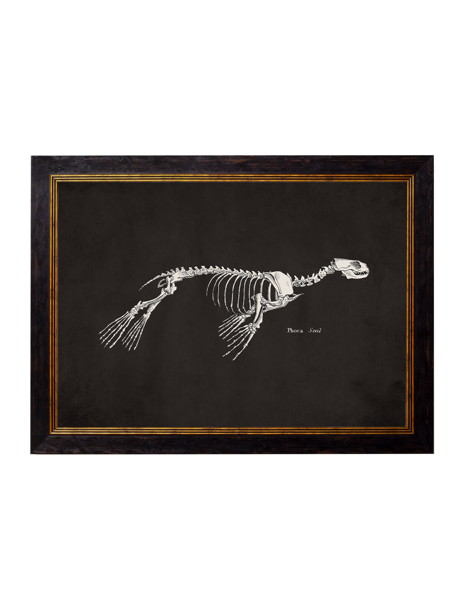 Anatomical Skeletons