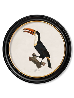 Toucans