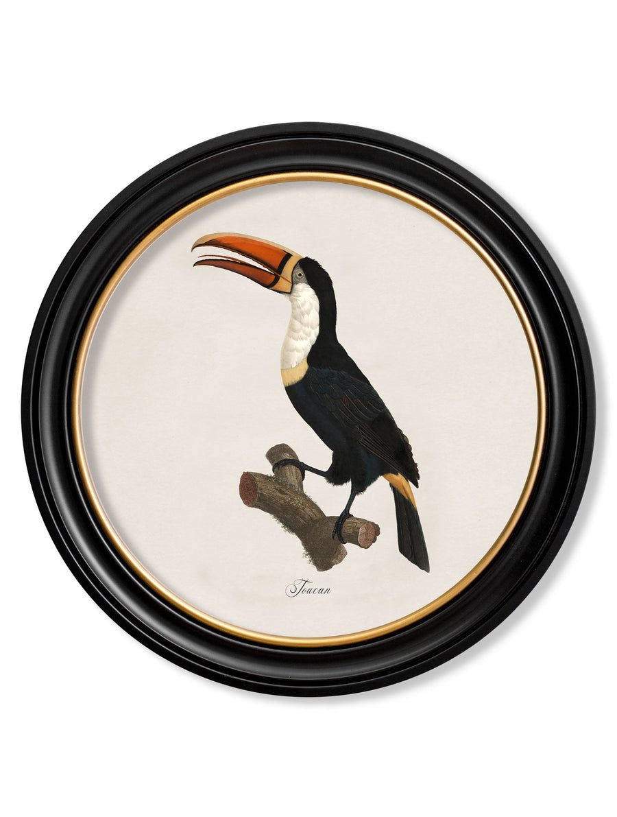 Toucans