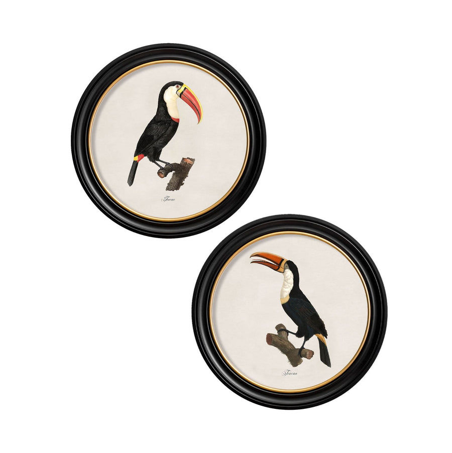 Toucans