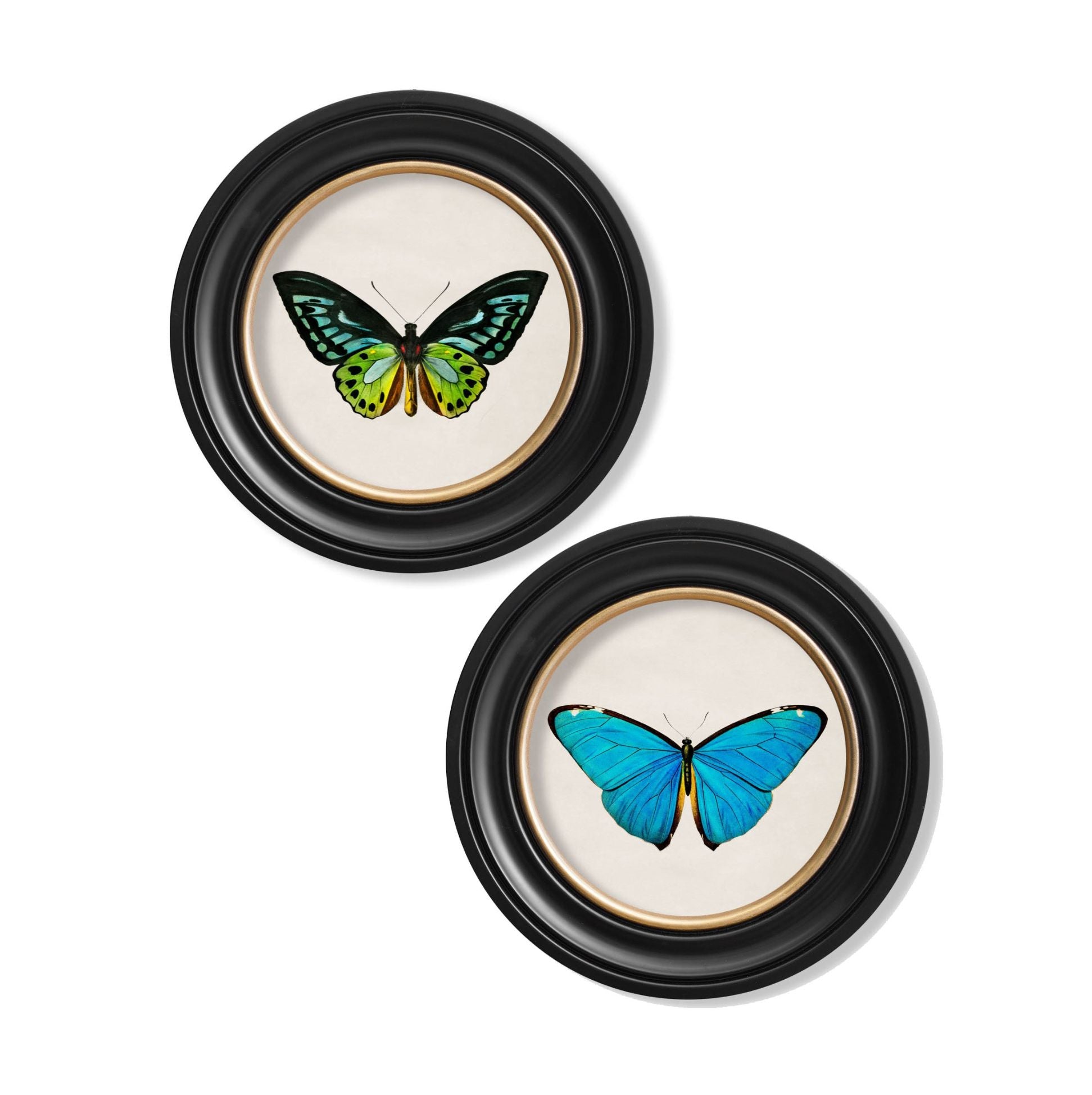 Tropical Butterflies