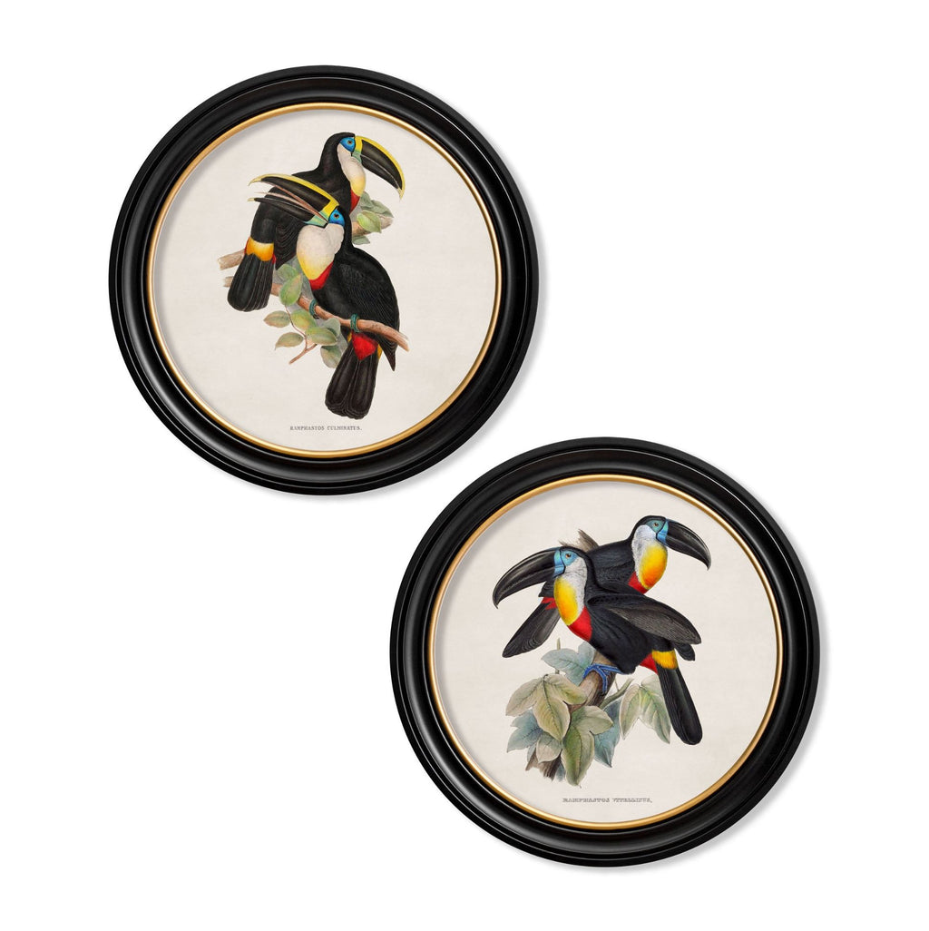 Two Toucans