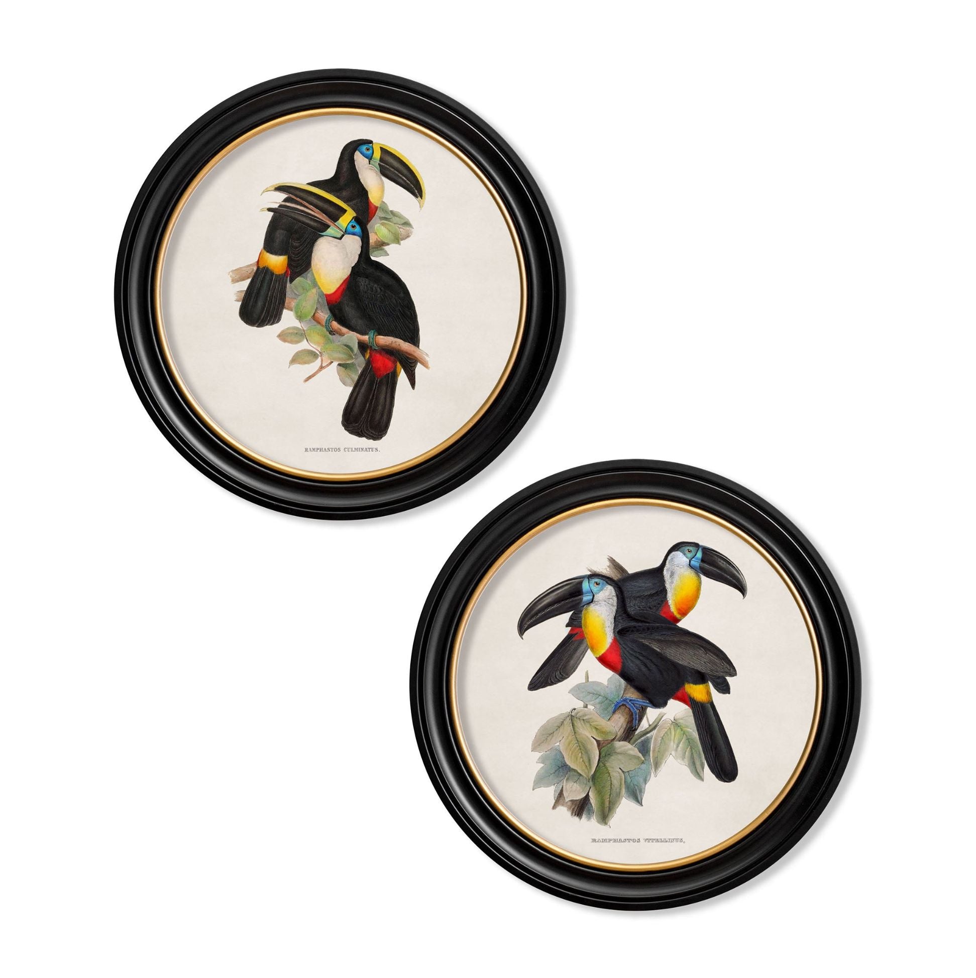Two Toucans