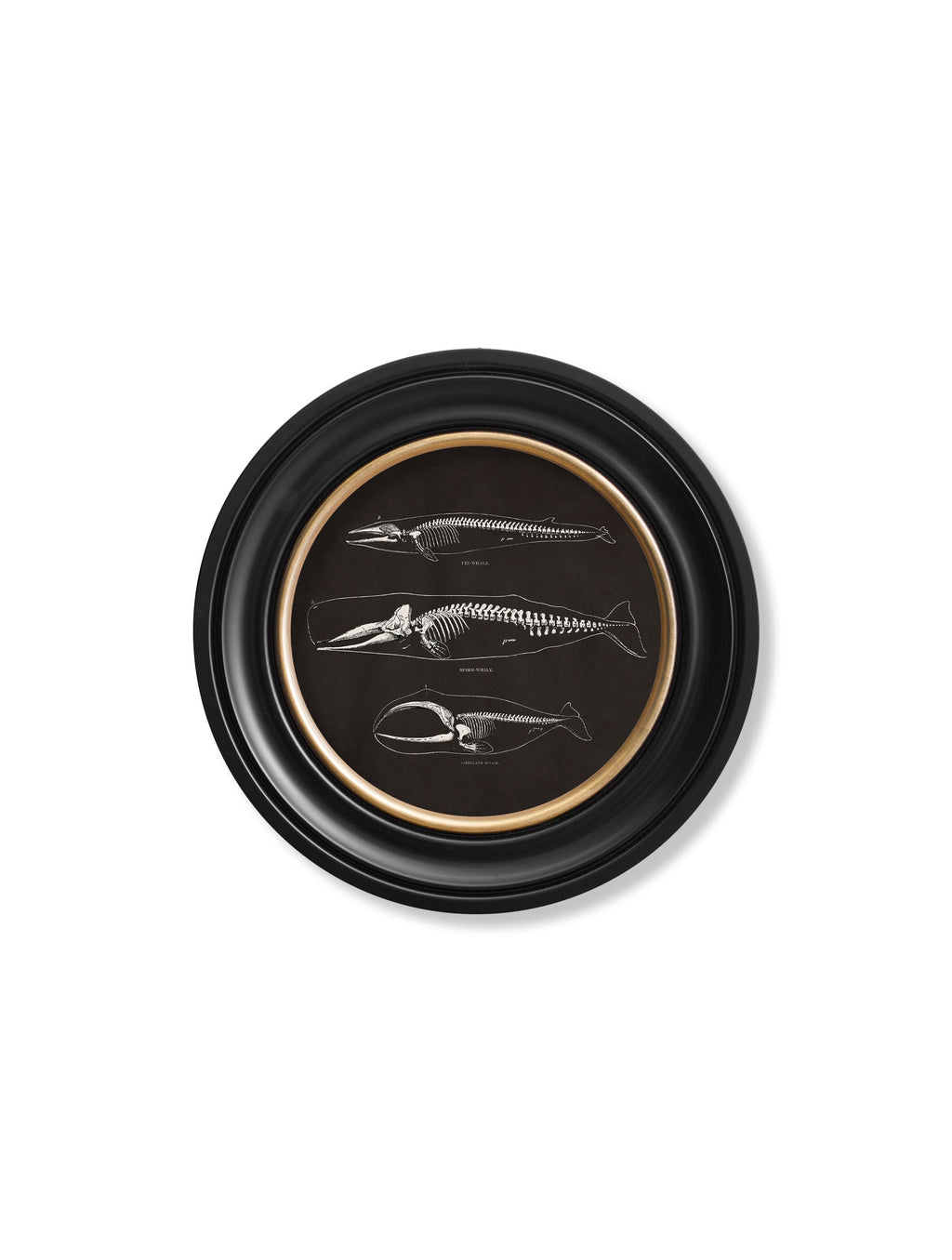 Anatomical Skeletons