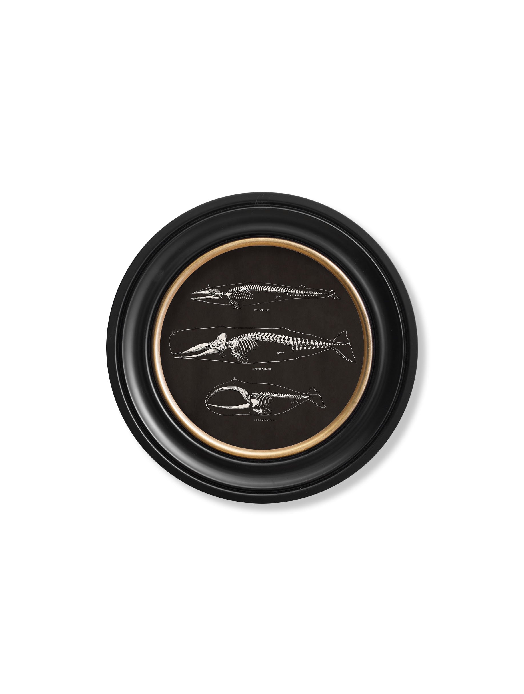 Anatomical Skeletons