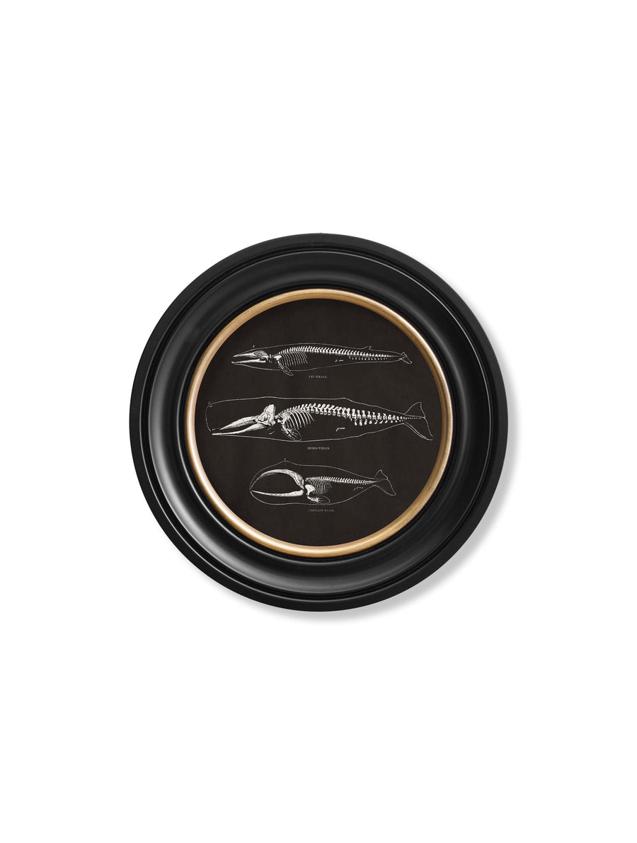 Anatomical Skeletons