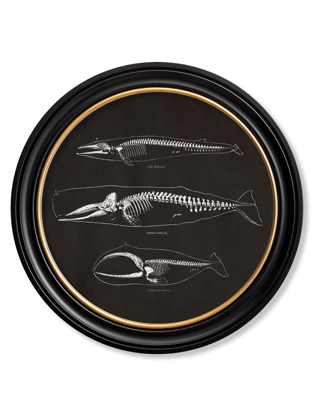 Anatomical Skeletons