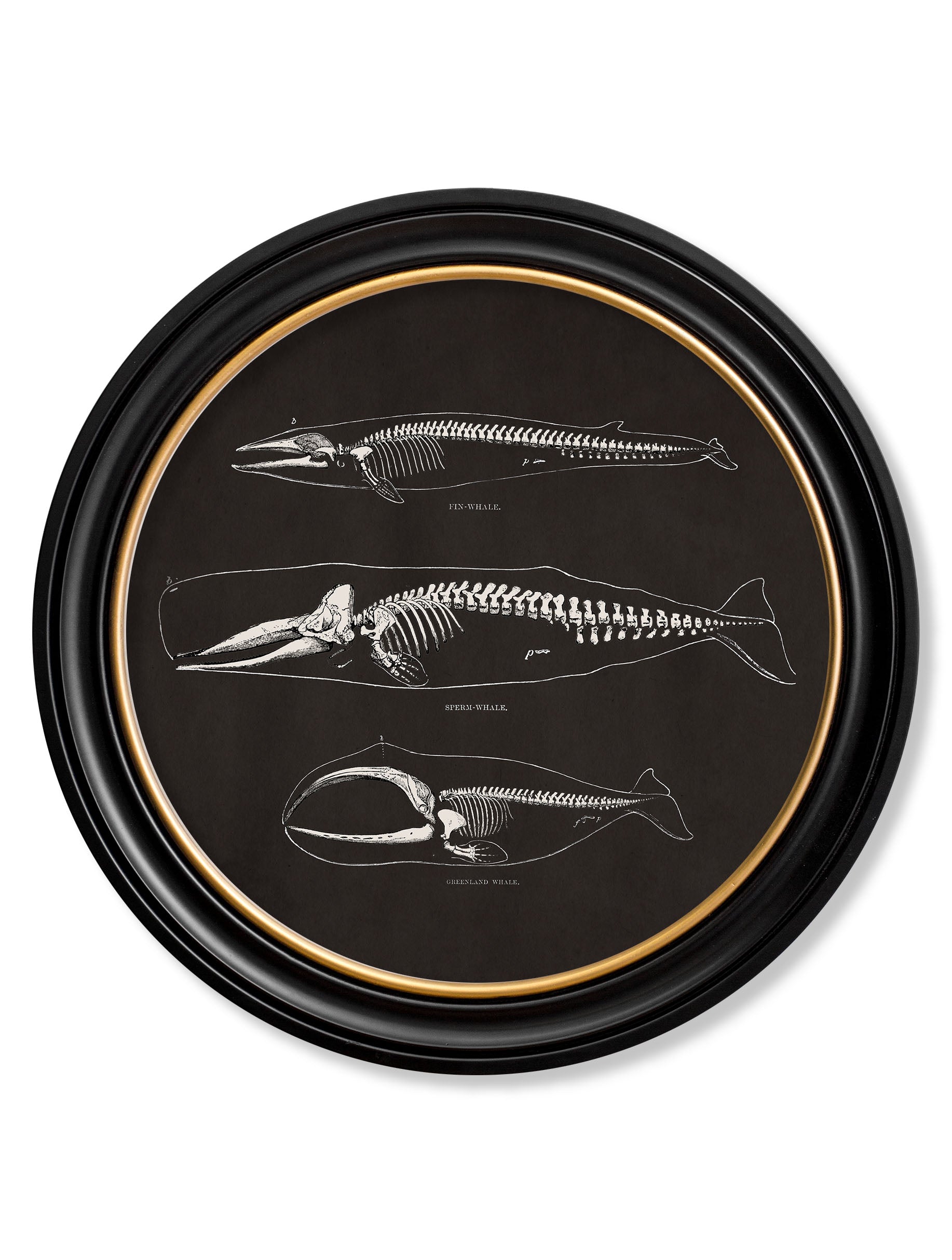 Anatomical Skeletons