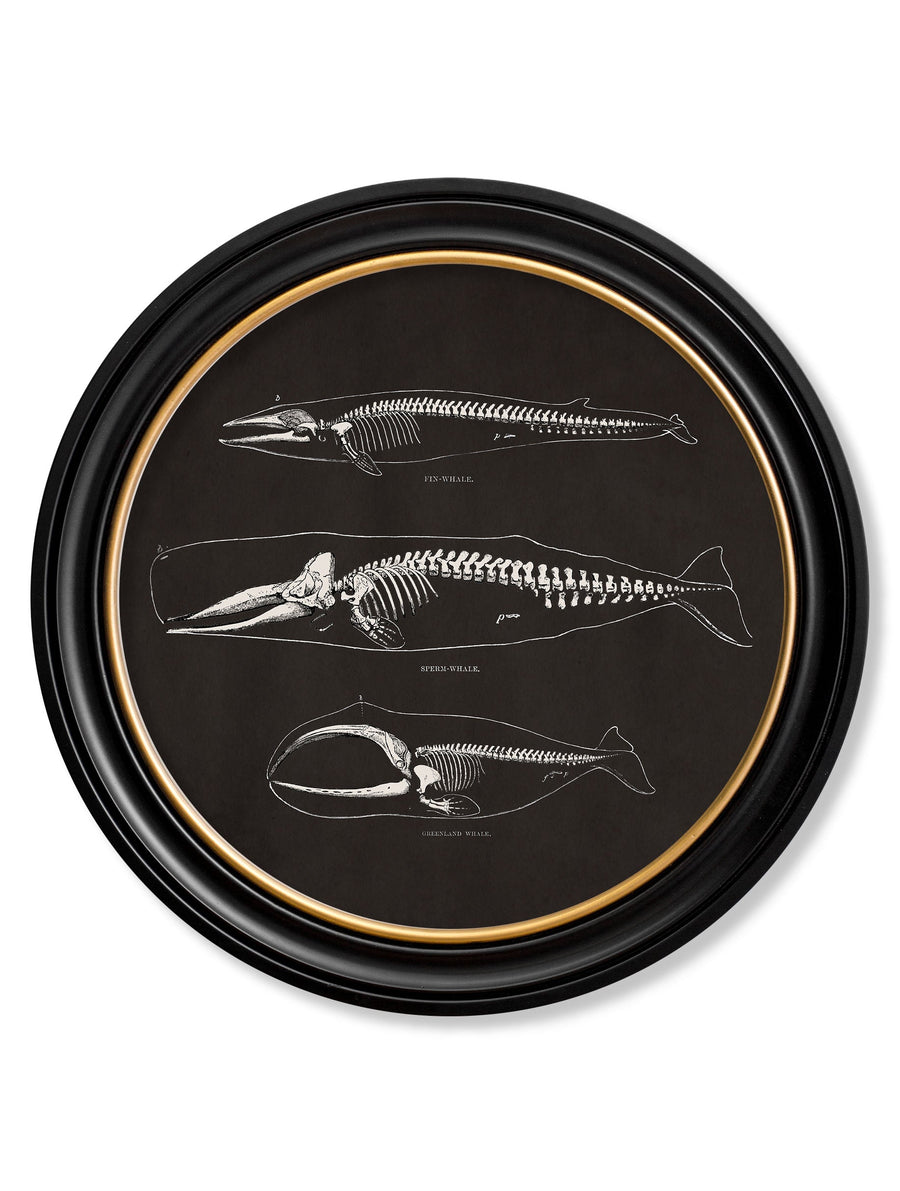 Anatomical Skeletons