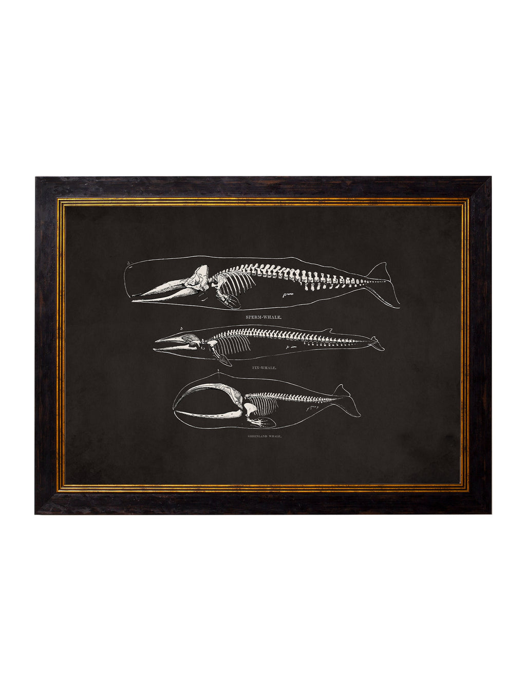 Anatomical Skeletons - Miola