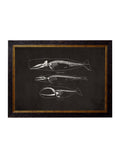 Anatomical Skeletons - Miola