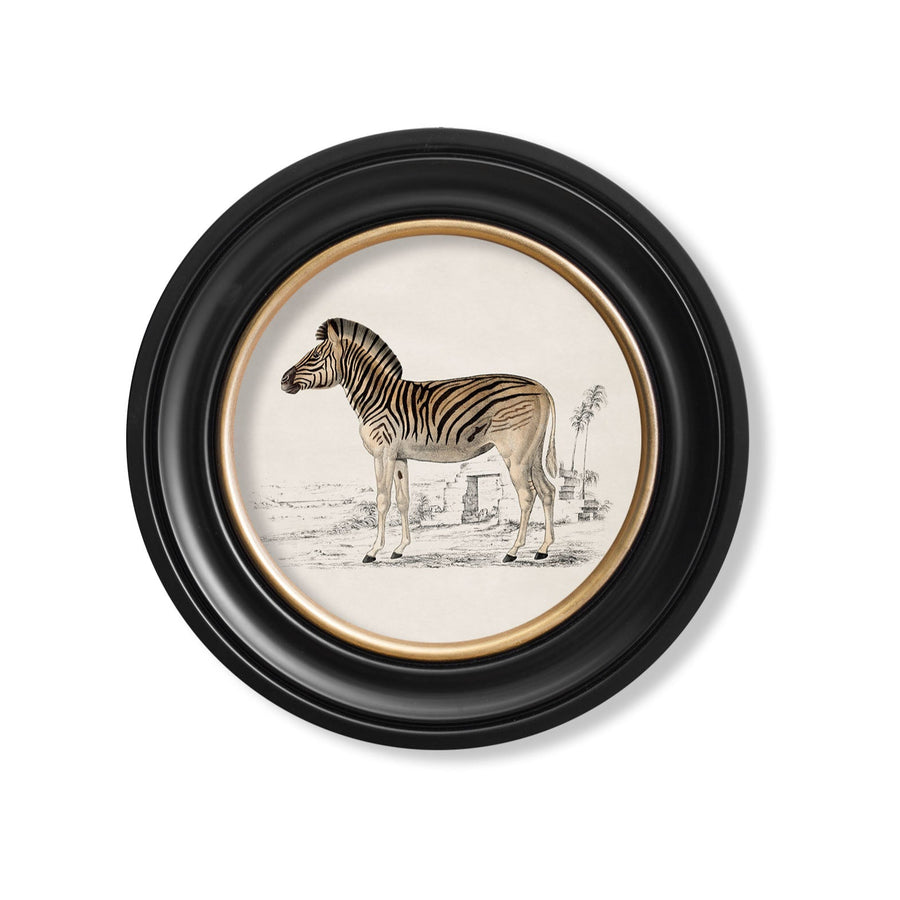 Zebra
