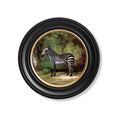 George Stubb's Zebra - Miola