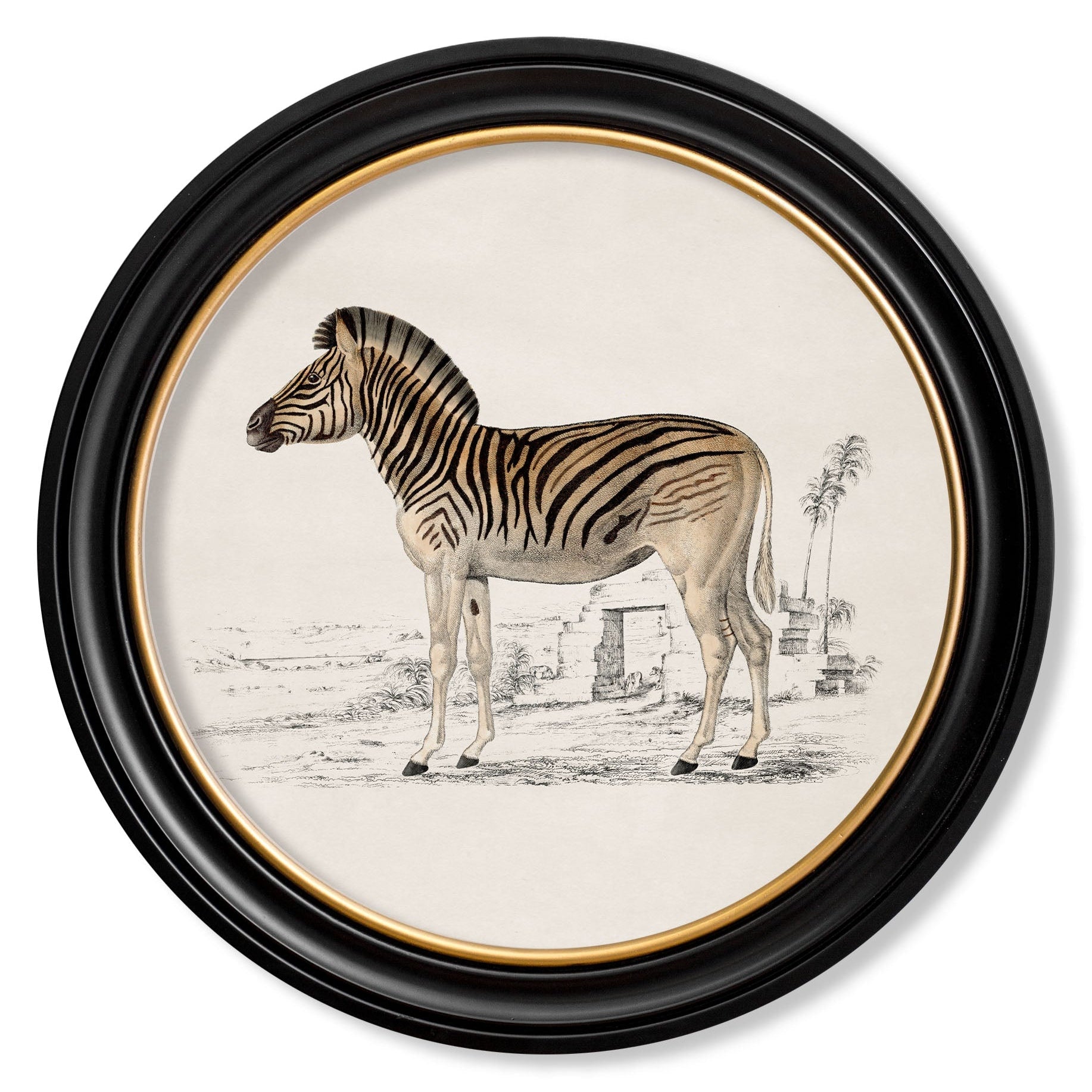 Zebra