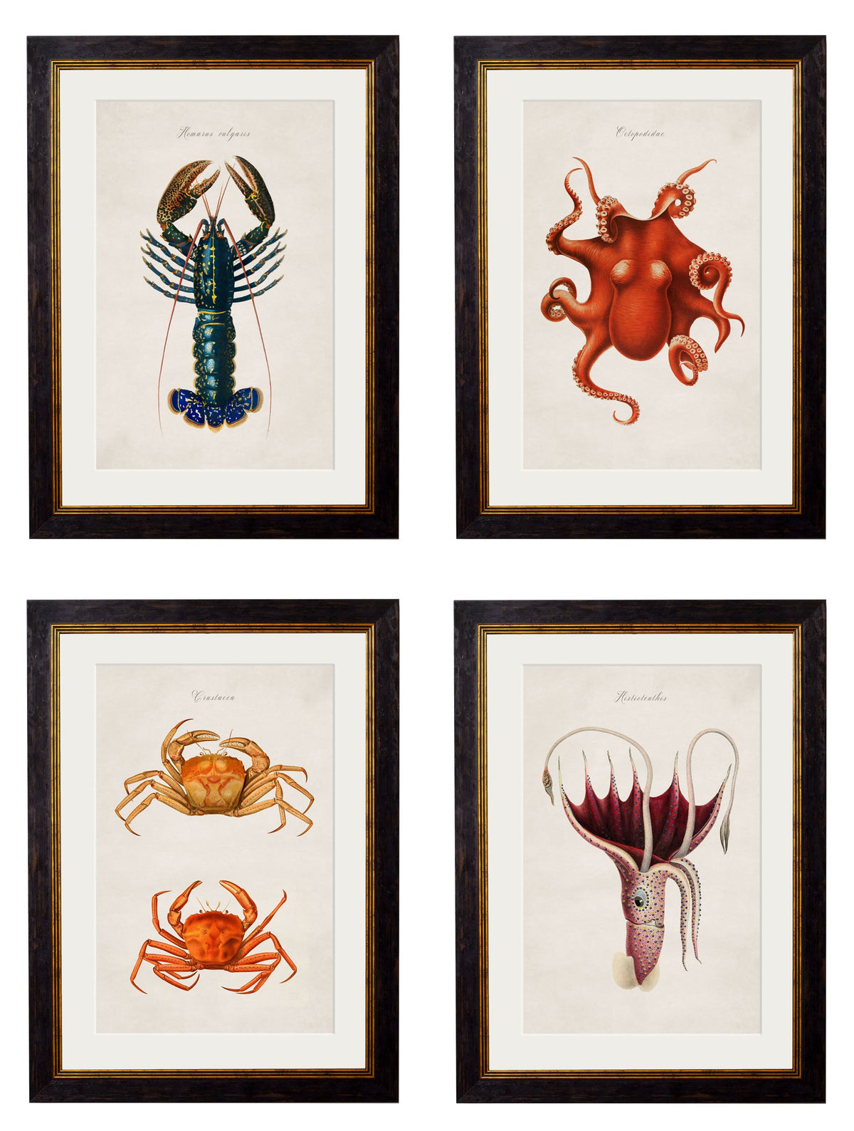 c.1876 Collection of Marine Animals