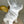 Load image into Gallery viewer, Angel White &amp; Gold French Bull Dog Decorative Ornament
