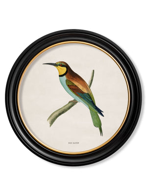 Kingfisher and Bee Eater
