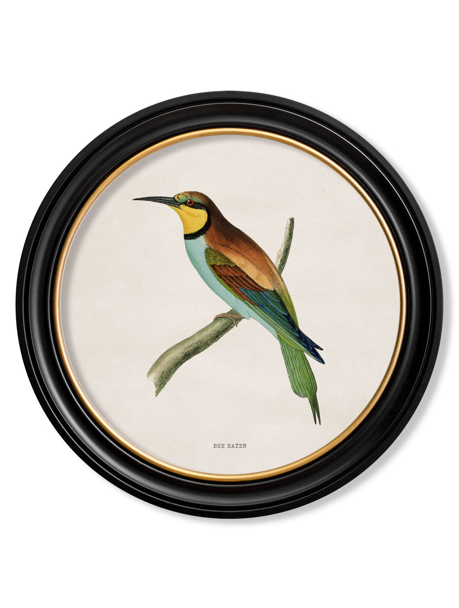Kingfisher and Bee Eater