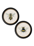 British Bees - Miola