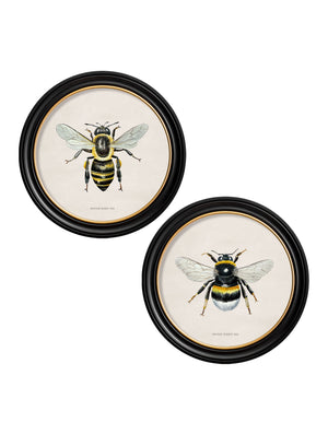 British Bees