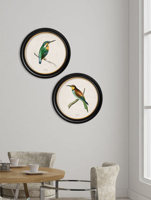Kingfisher and Bee Eater