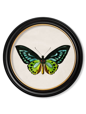 Tropical Butterflies