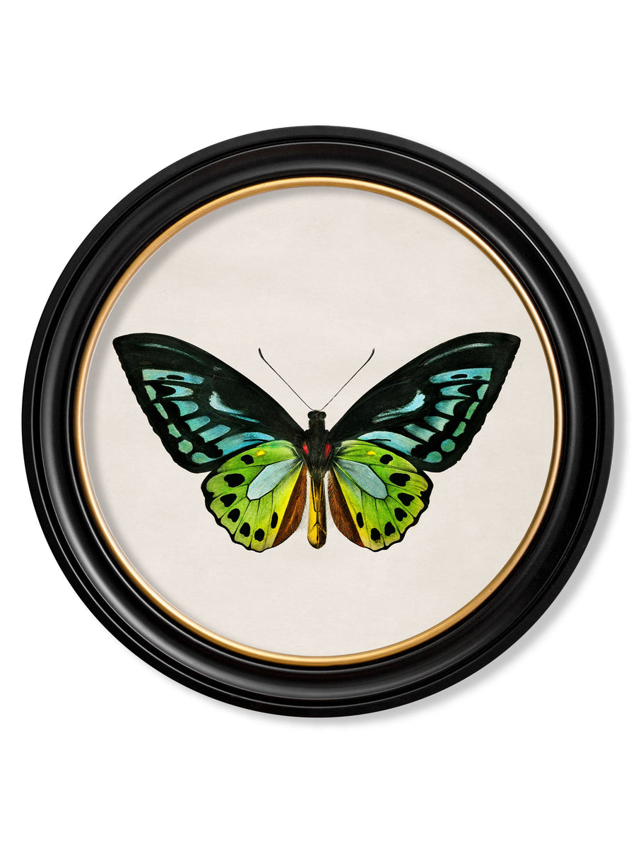 Tropical Butterflies