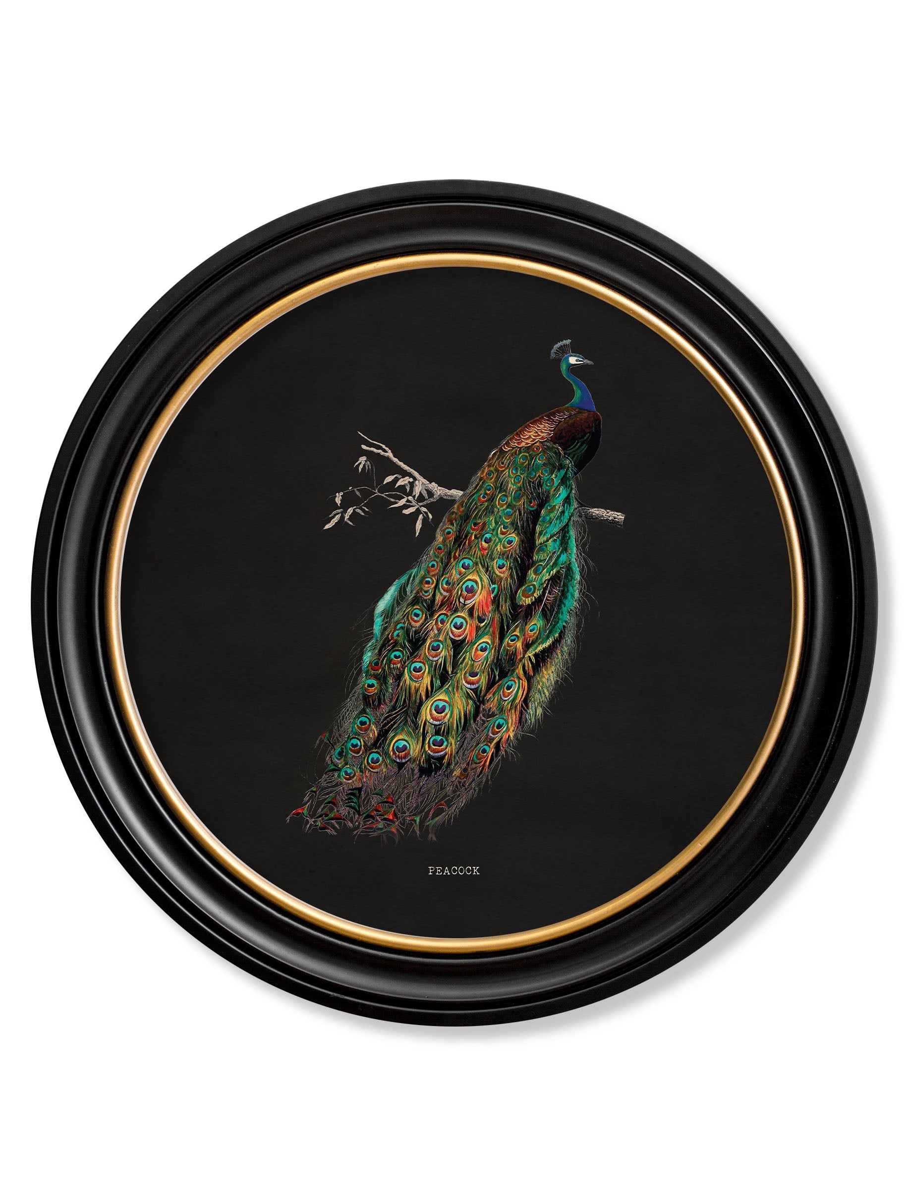 Peacocks in Round Frames