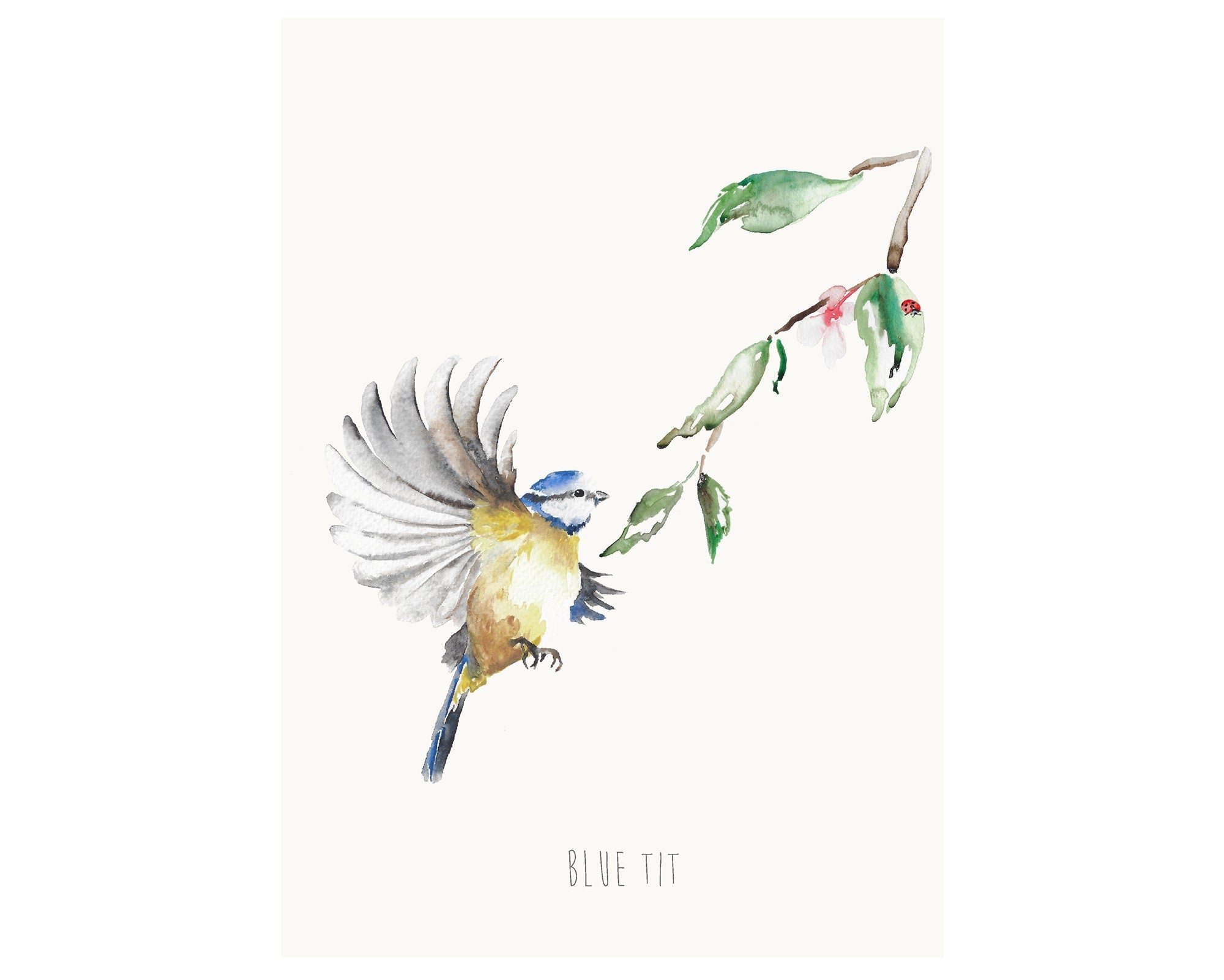 Personalised Blue Tit Garden Bird Wall print