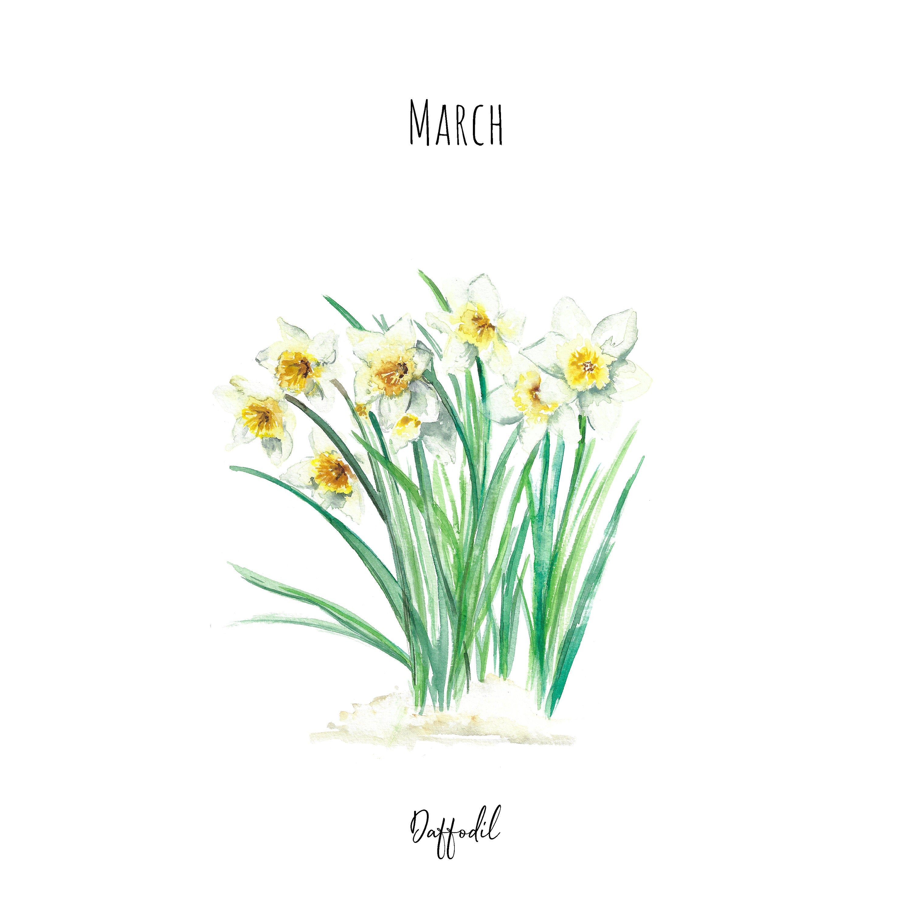 Daffodils - March Birth Flower - Watercolour Fine Art Print