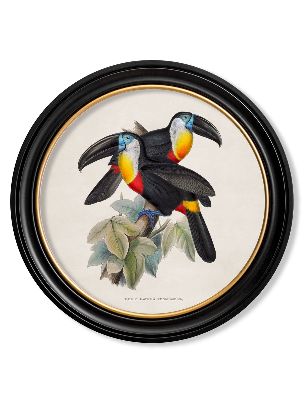 Two Toucans