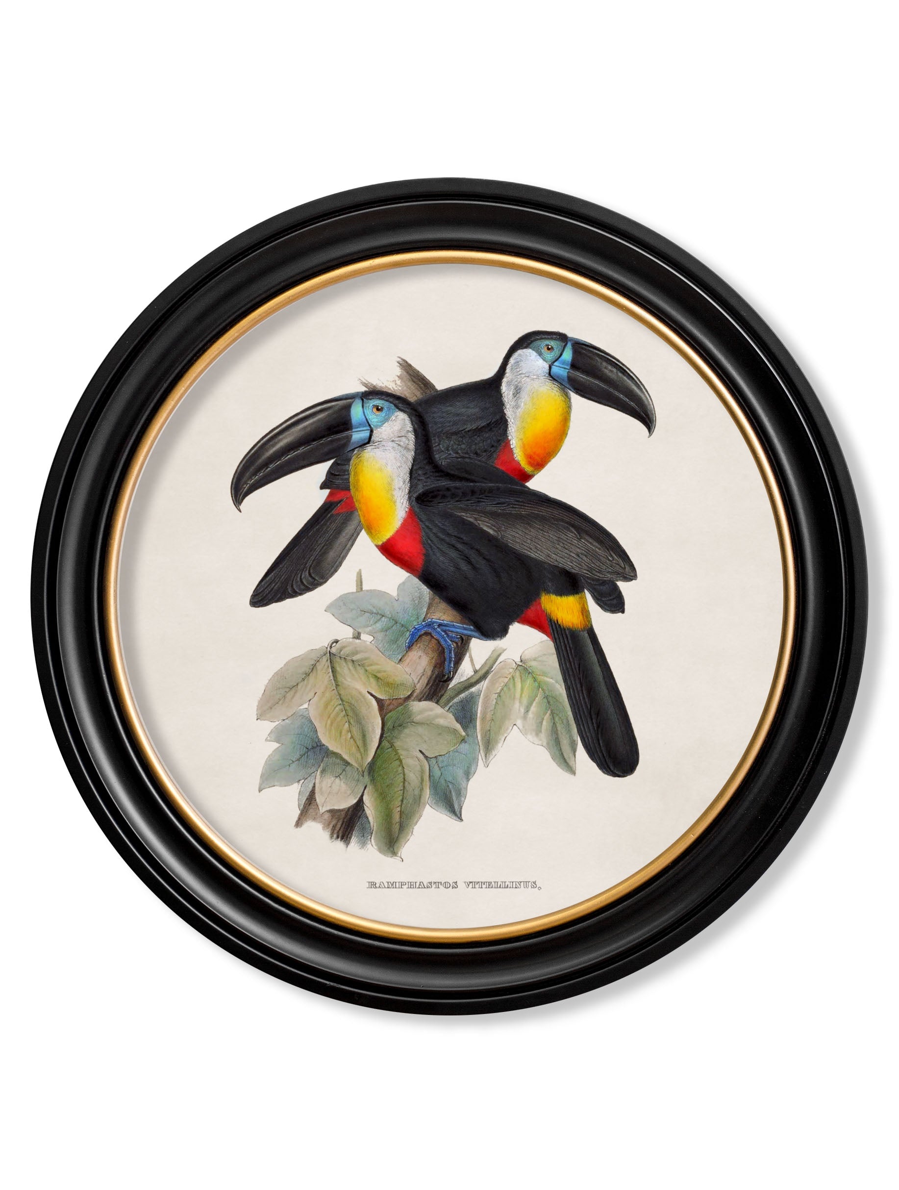 Two Toucans