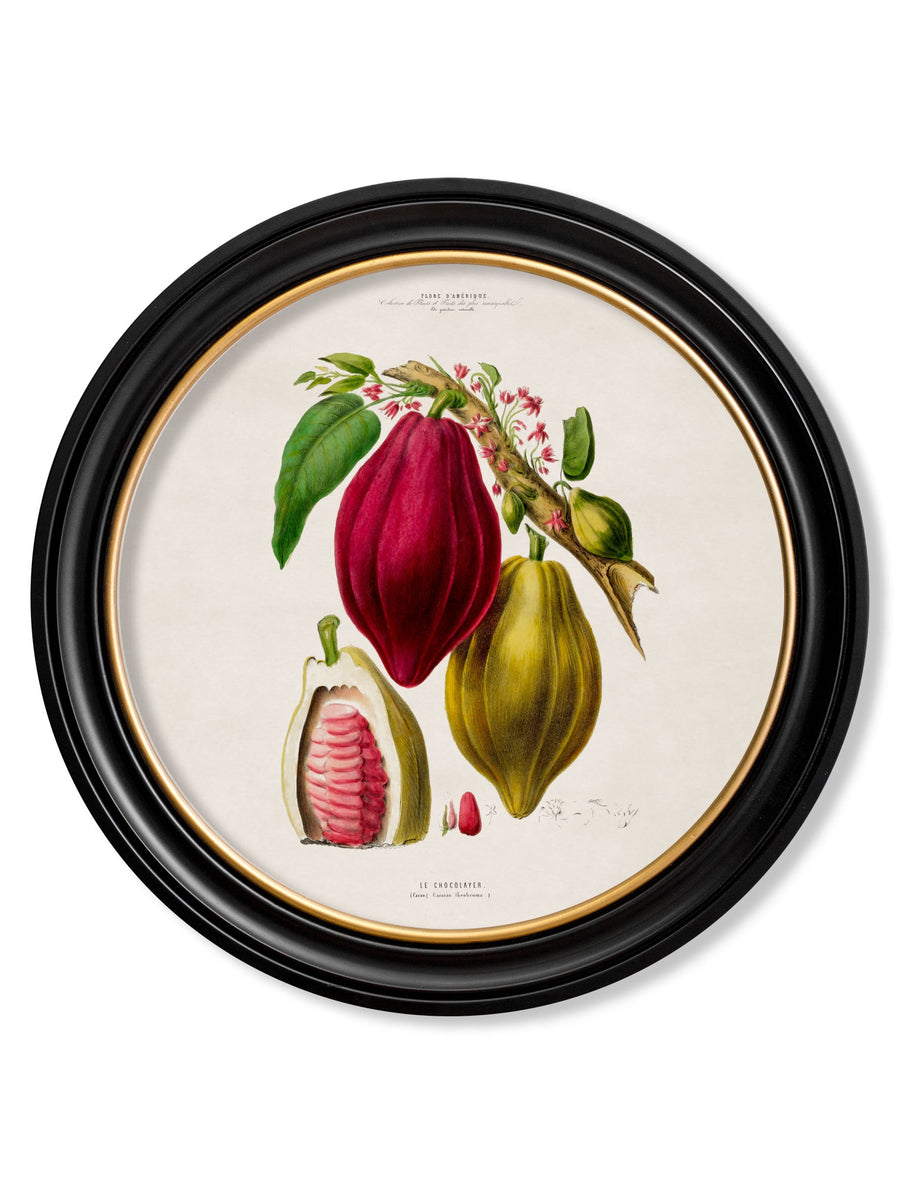 Chocolate Plant
