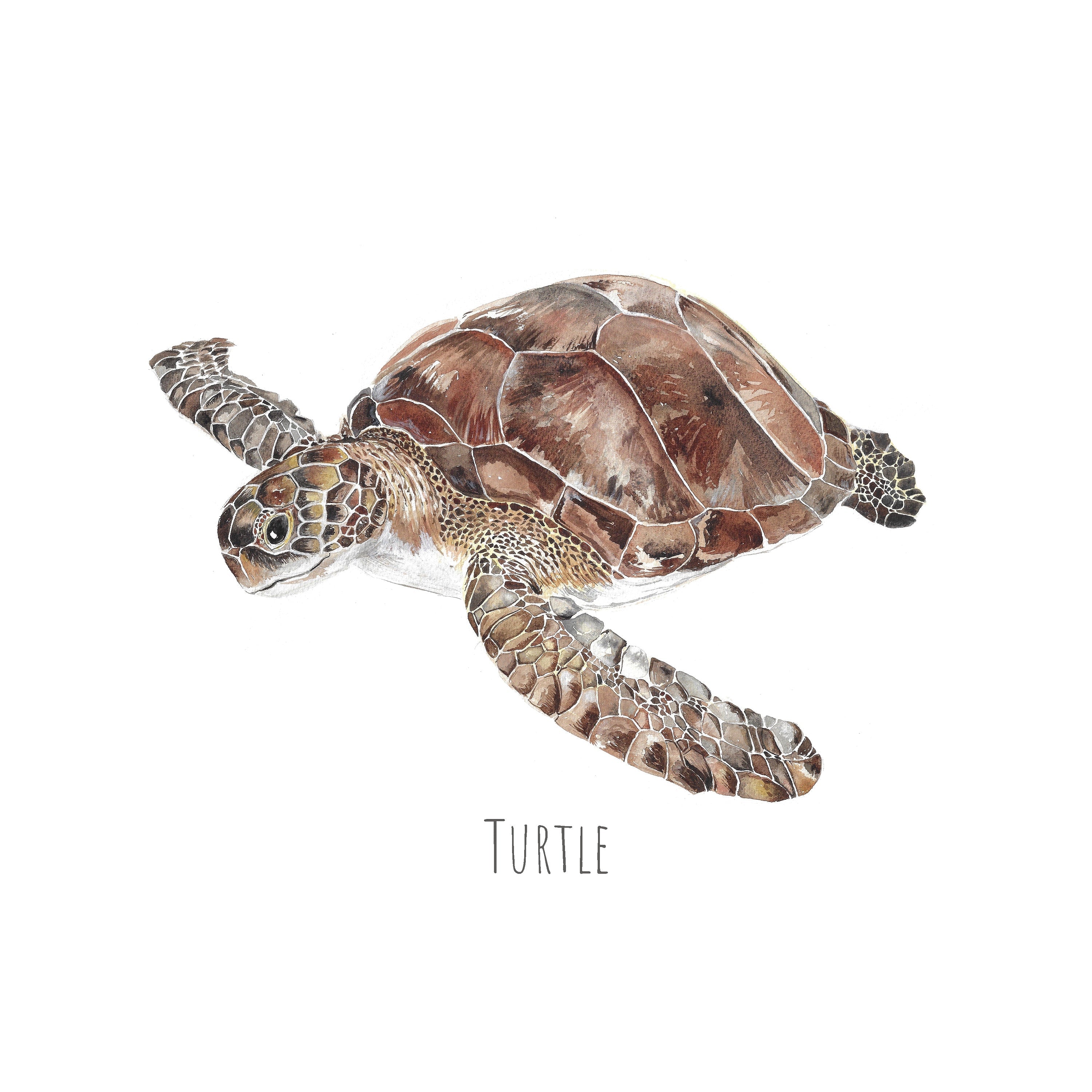 Turtle - Personalised Watercolour Fine Art Print
