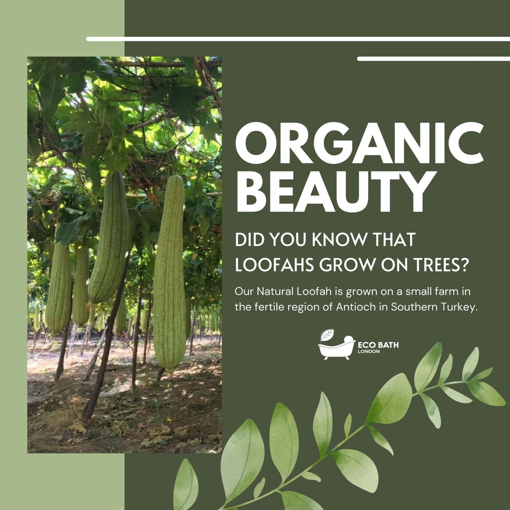 Natural Loofah Pad - Exfoliating Loofah Bath Sponge for Women and Men - Miola