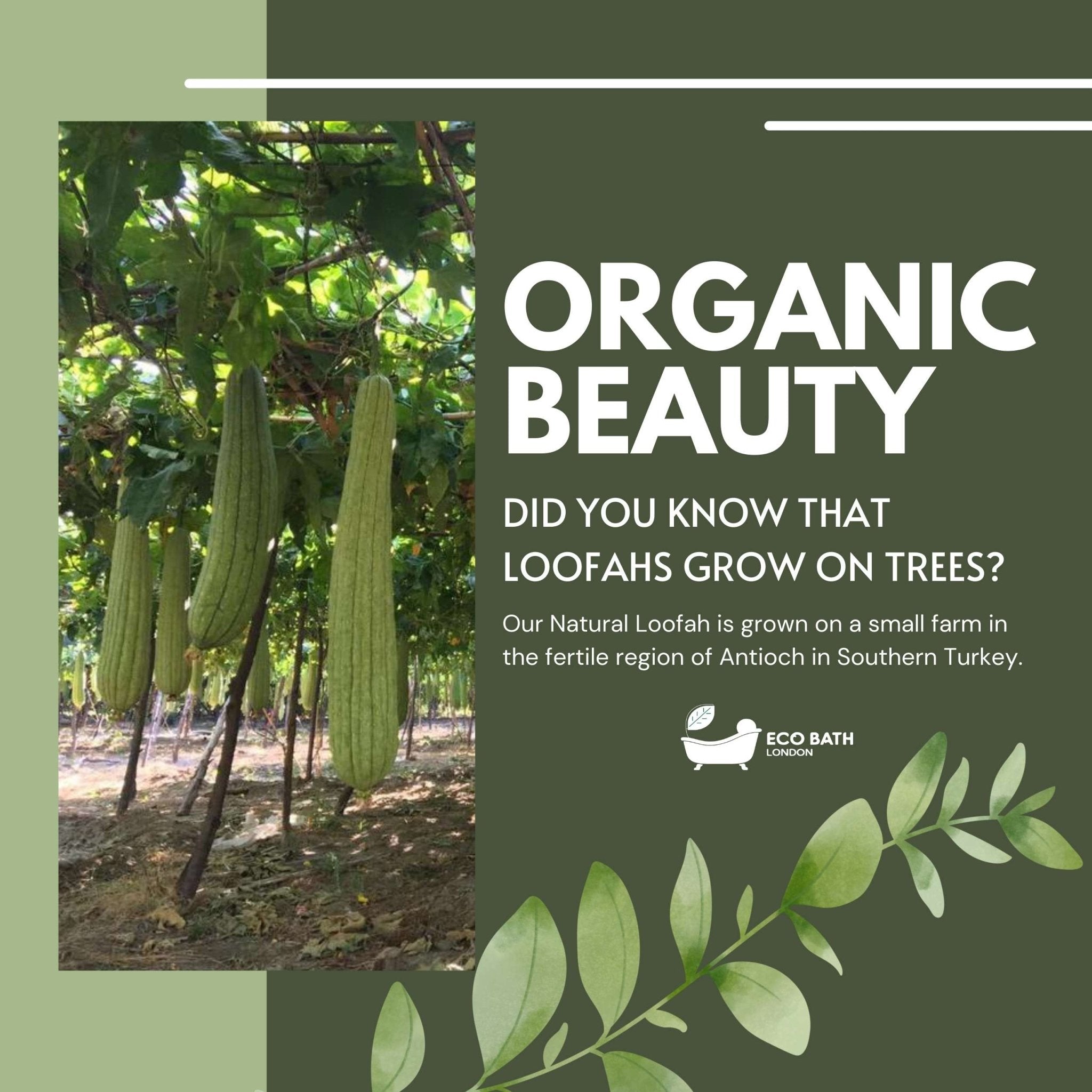 Natural Loofah Pad - Exfoliating Loofah Bath Sponge for Women and Men - Miola