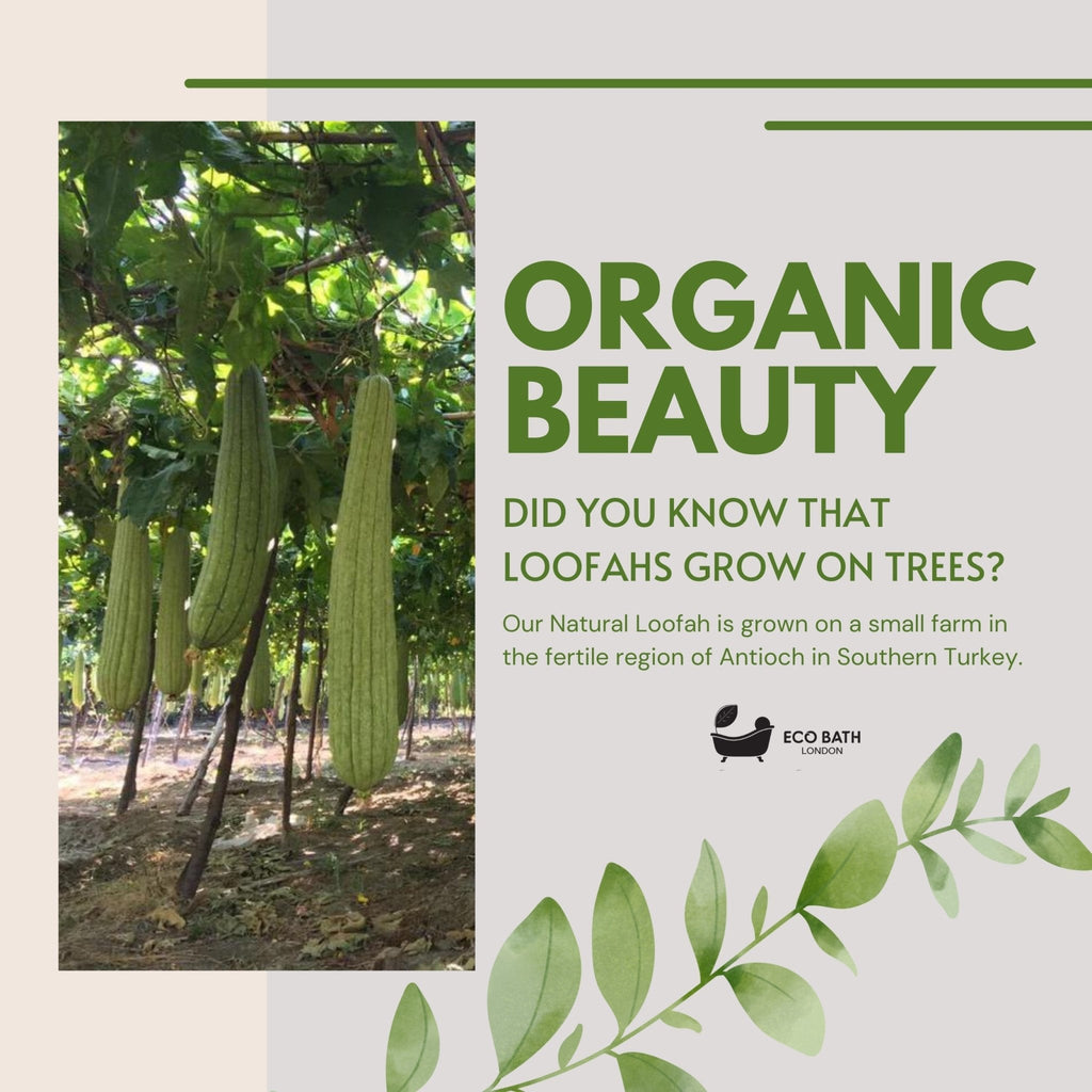 Natural Loofah Brush - Premium Loofah Body Brush with Handle - Miola