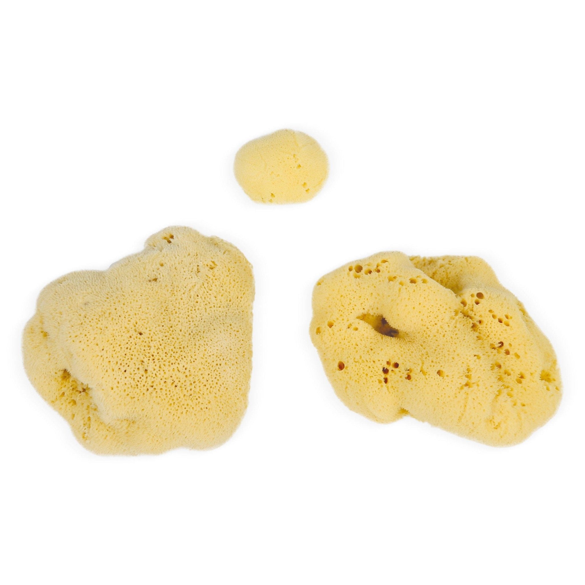 Natural Sea Sponges (3 - 20 Cm) - Sustainably Harvested Exfoliating Bath Sponges - Miola