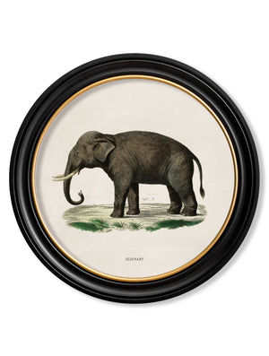 Elephants
