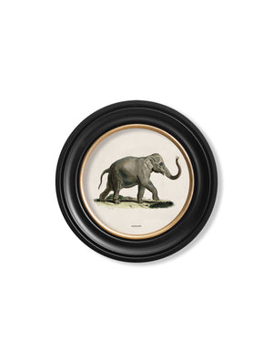 Elephants