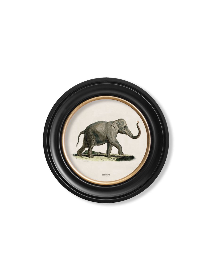 Elephants
