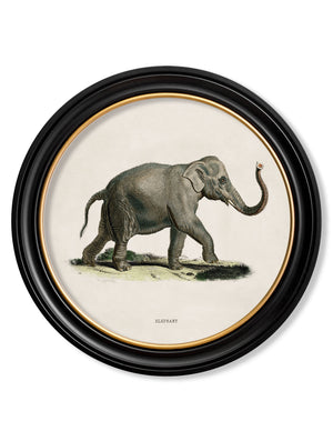 Elephants