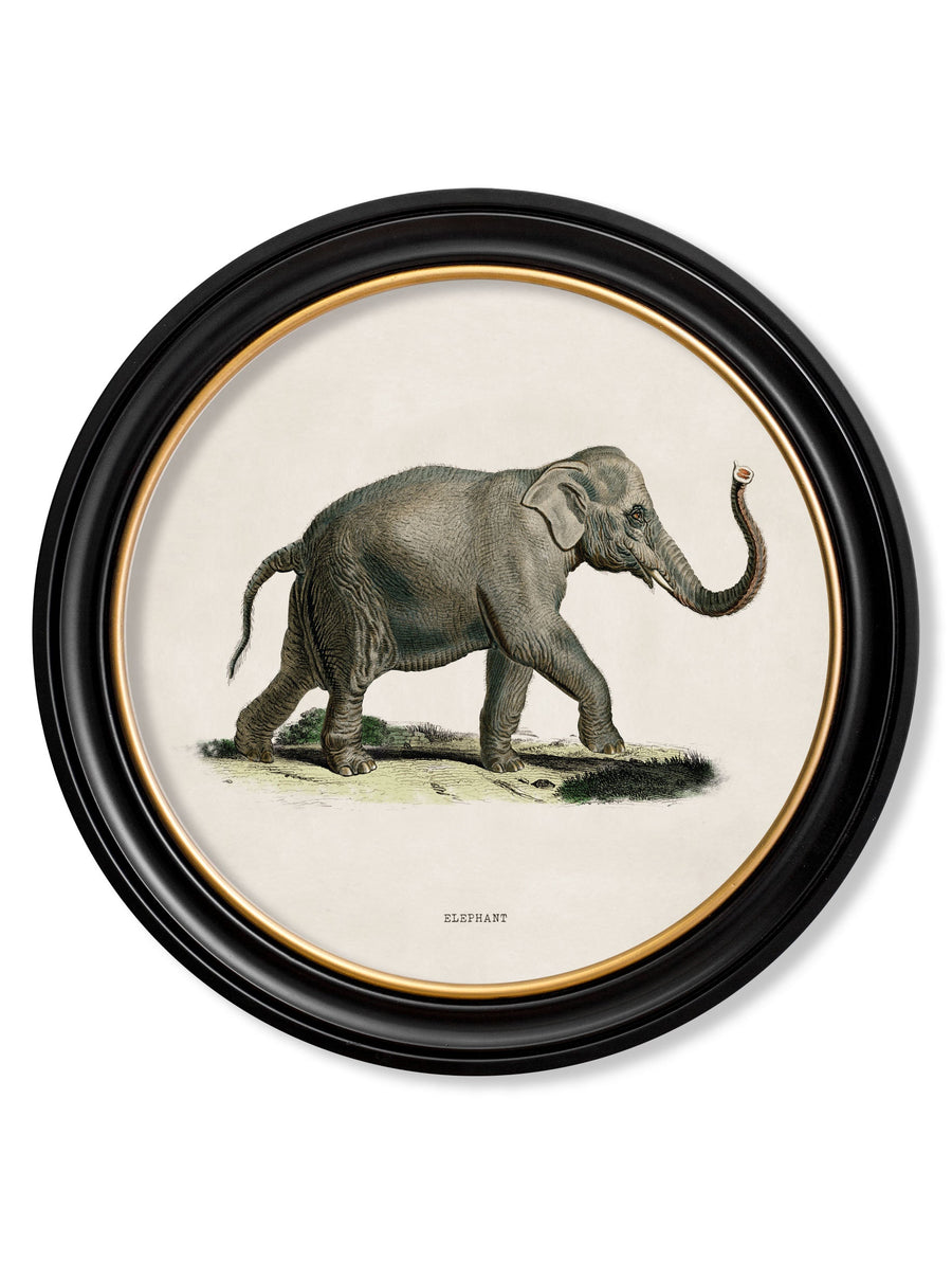Elephants