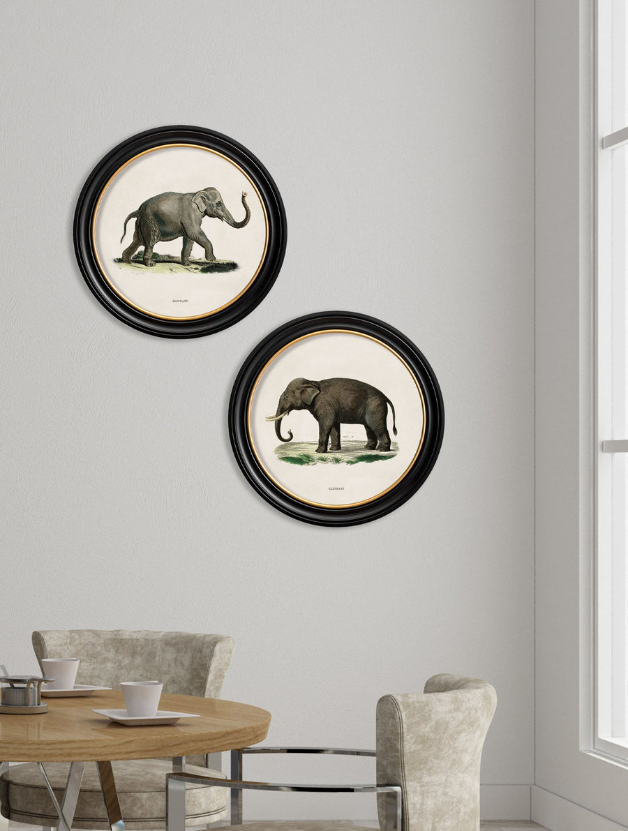 Elephants