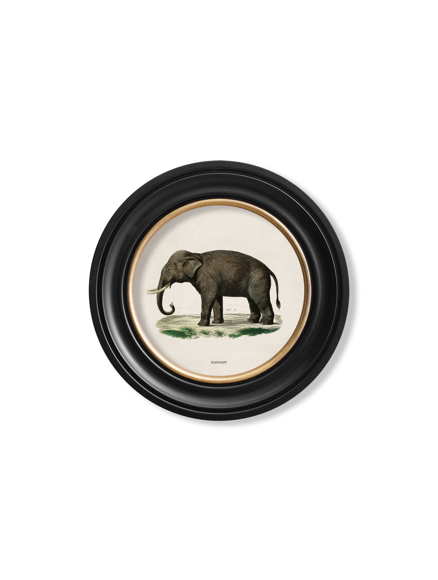 Elephants