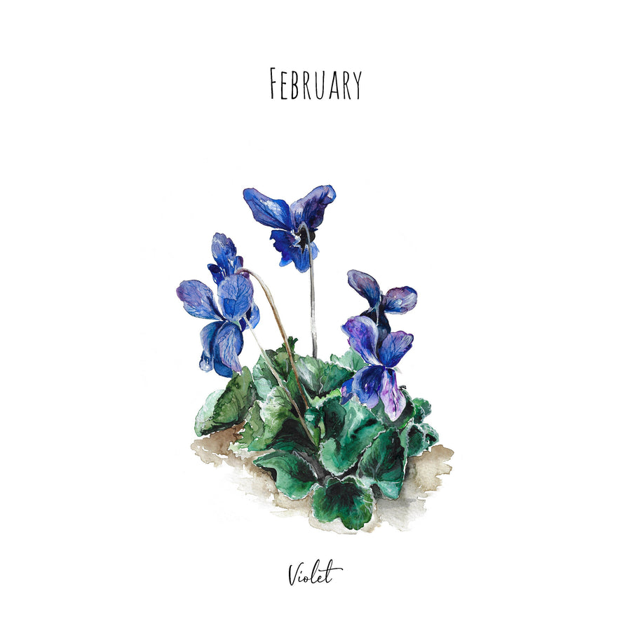 Violet - February Birth Flower - Watercolour Fine Art Print